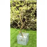 Arbol dorado de la vida, med. 1,30 al x 65 a – alquiler para eventos